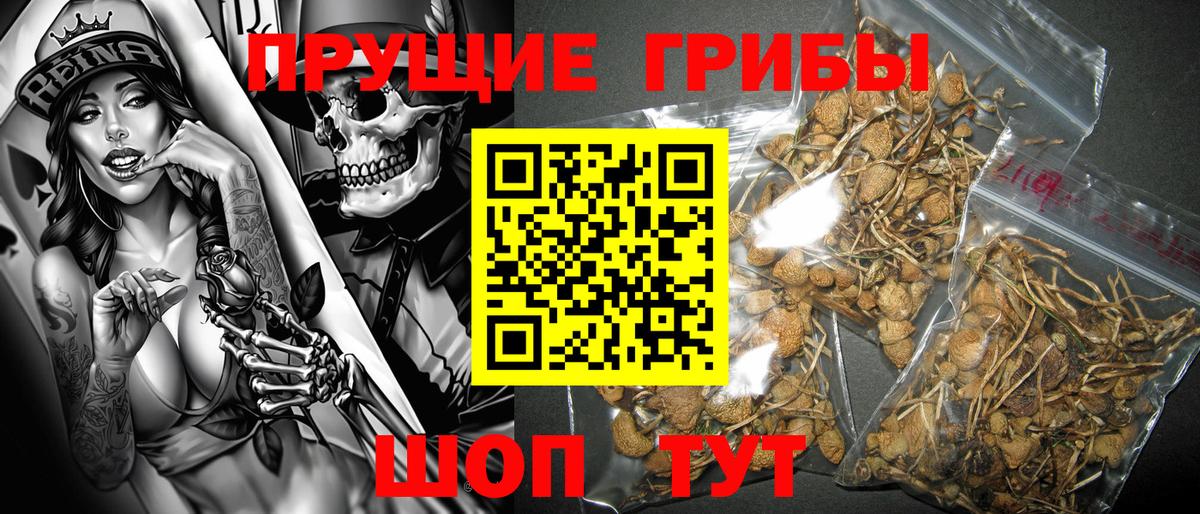 Печора  наркота  Вход с VPN  Псилоцибиновые грибы Psilocybe 